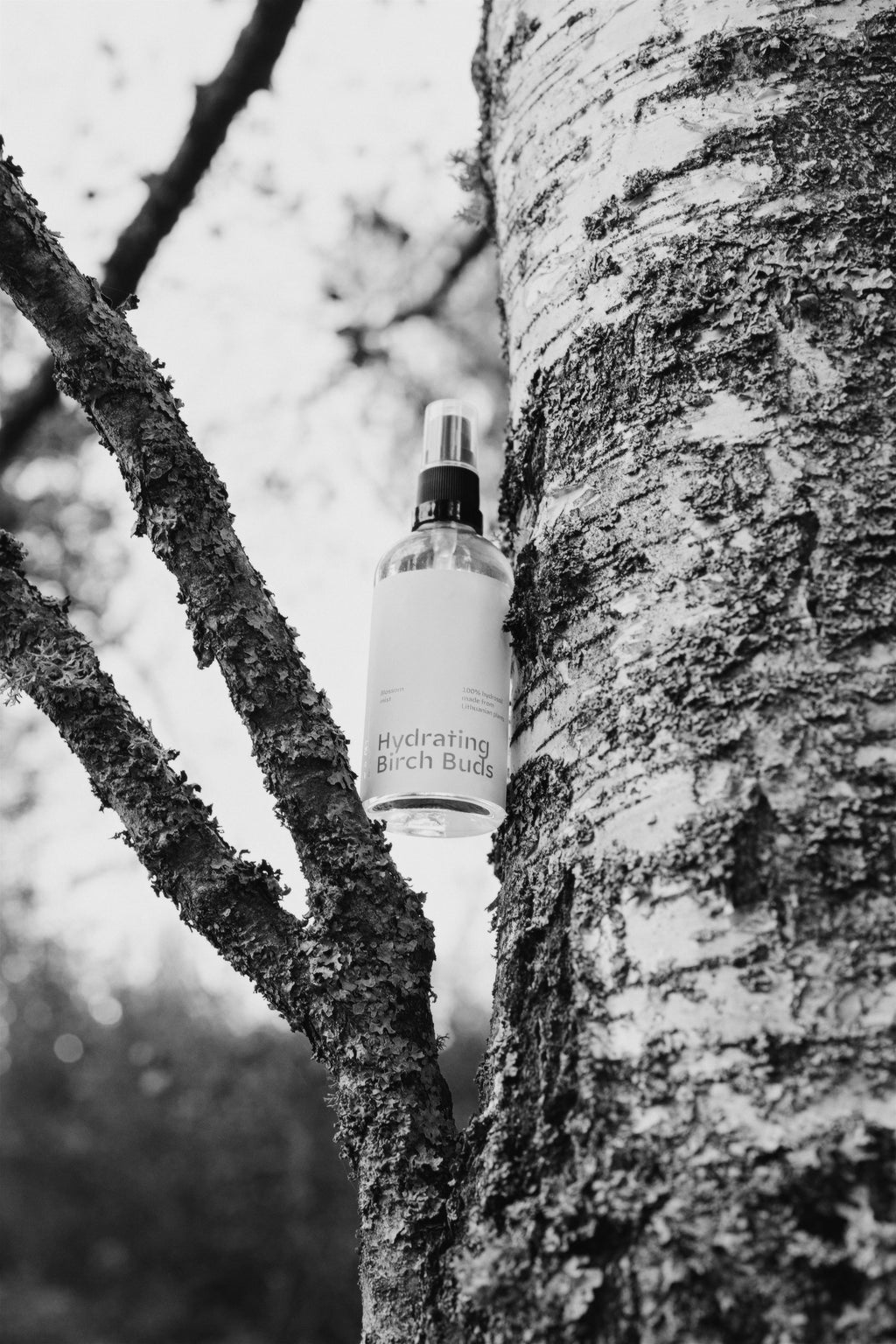 Hydrating birch buds mist